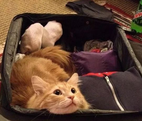 安检时猫在行李箱,安检行李箱有只猫