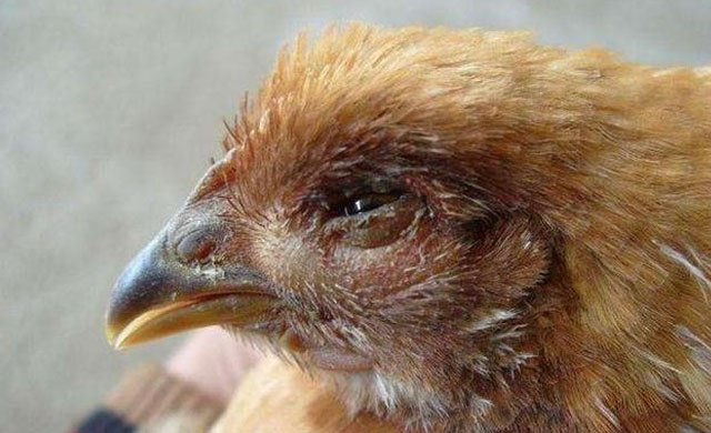 鸡肿头肿脸治疗方法,鸡肿头肿脸用什么药能治疗