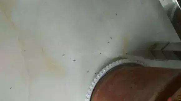 盆里有虫用什么药,盆里有小虫子怎么办