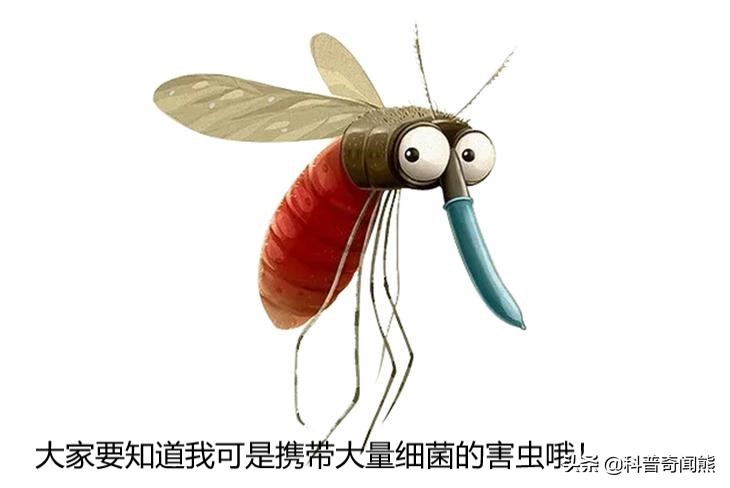 苍蝇有什么生活小常识,为什么苍蝇不会生病