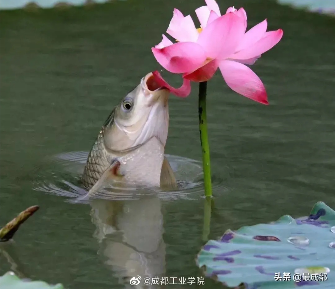 成都出现“鱼吃荷花”奇景?西瓜视频带你看拥有超能力的神奇生物