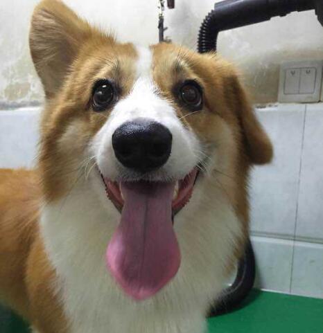 柯基狗一旦出现5个表现,柯基犬难养的五种原因