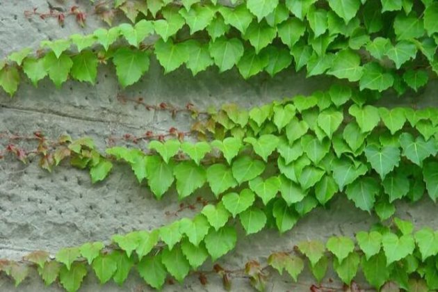 爬山虎这样养,不出两年爬满房子!