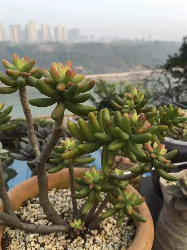 适合天台露台养的多肉,天台养多肉