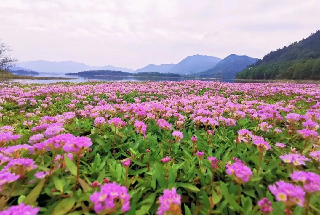 太平湖风景如画心旷神怡,太平湖风景如画
