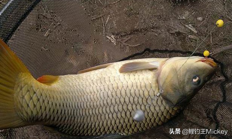 钓鱼自动刺鱼器,自动钓鱼神器怎么发明出来