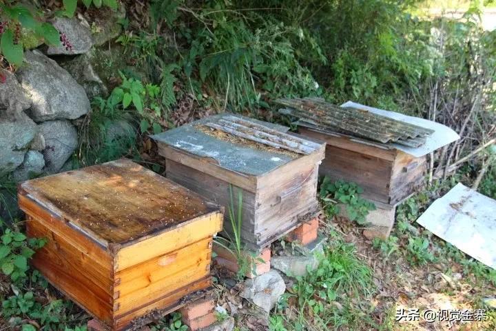 大山深处坚守42年养蜂人,金寨土蜜蜂养殖