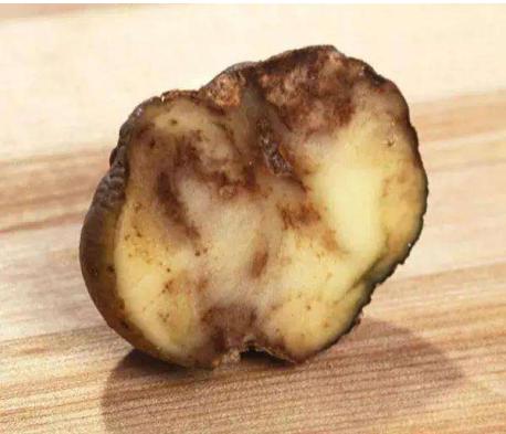 警惕病毒次生危害,警惕多种病毒一并来袭