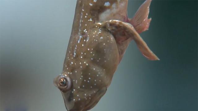 霞浦岐山村做跳跳鱼,霞浦滩涂捕捉跳跳鱼