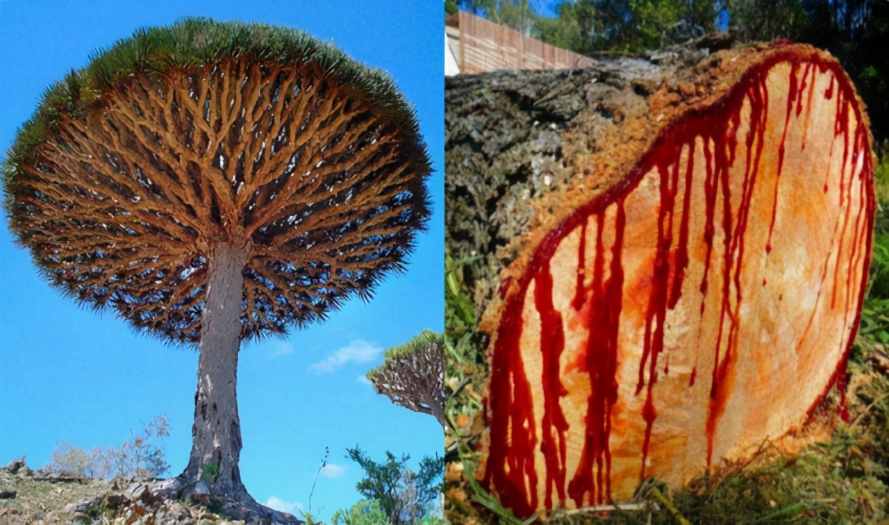 25张活久未见的历史照片,35张活久见的照片