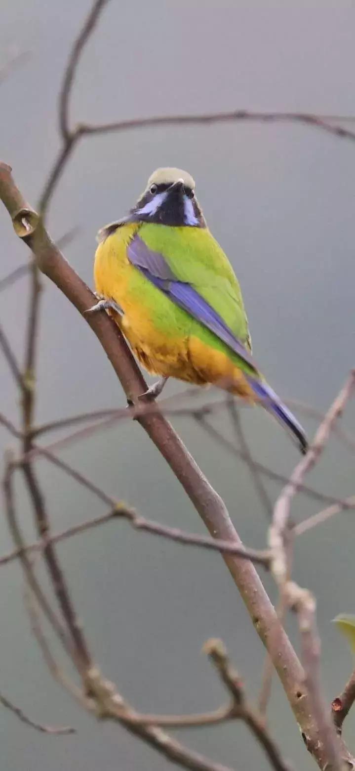 杭州西湖隐于山林之间的酒店,西湖云端酒店