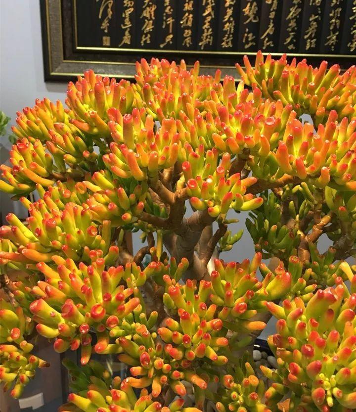 家里客厅好养又旺宅的树,客厅养什么树风水最好