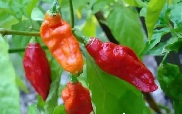 全世界辣椒排行榜前十,世界上十大辣椒排行榜