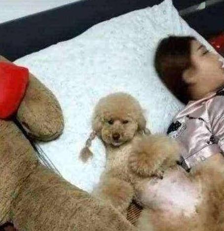 泰迪犬有虫有什么症状,泰迪犬虫子