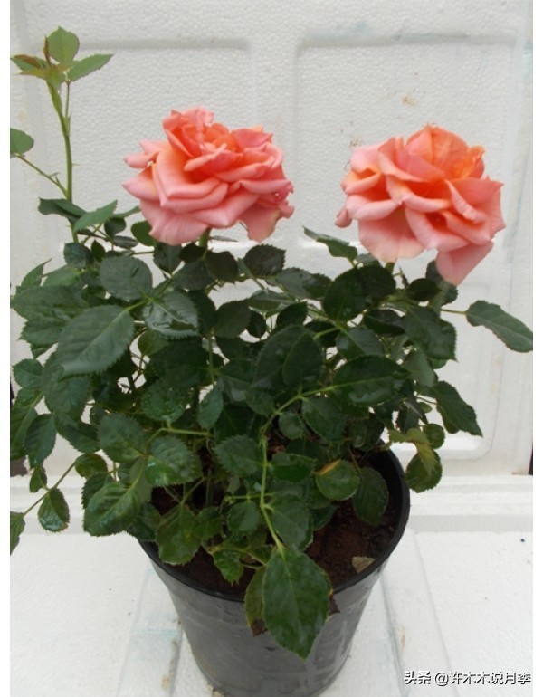 月季应该怎么浇水,月季的浇水注意事项