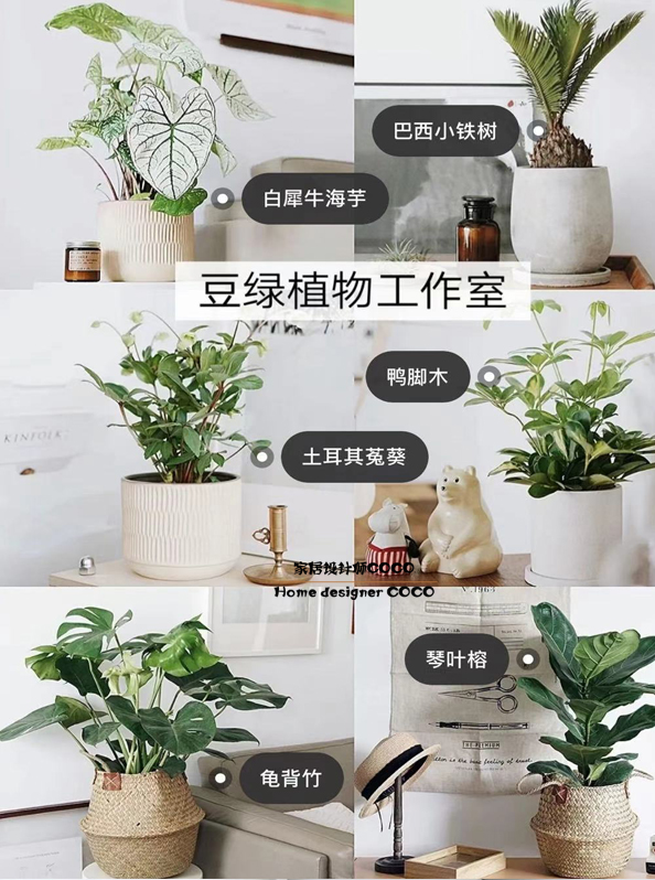 极简风格绿植店铺推荐,适合在卧室养的植物店铺