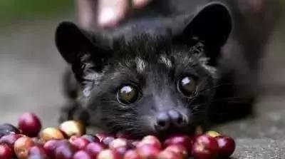 猫屎咖啡给麝香猫带来灭顶之灾,世界上最顶级的猫屎咖啡