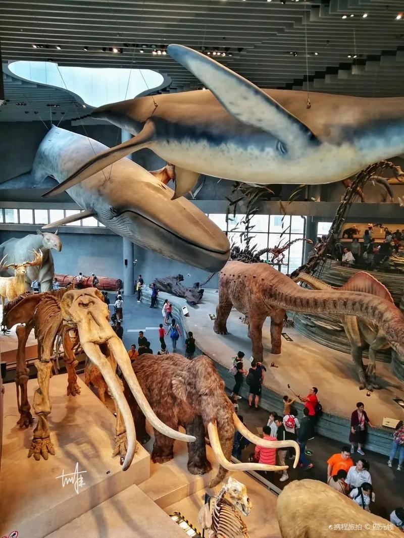 戏精博物馆文物,博物馆戏精文物