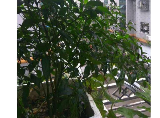 油瓶种辣椒,用废塑料油瓶种植辣椒方法