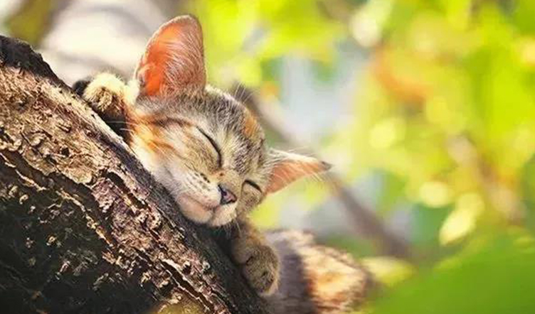 做个“三心二意”的人,让生活充满阳光