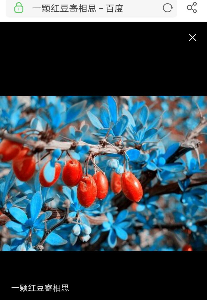 一颗红豆寄相思的句子,一颗红豆寄相思说唱