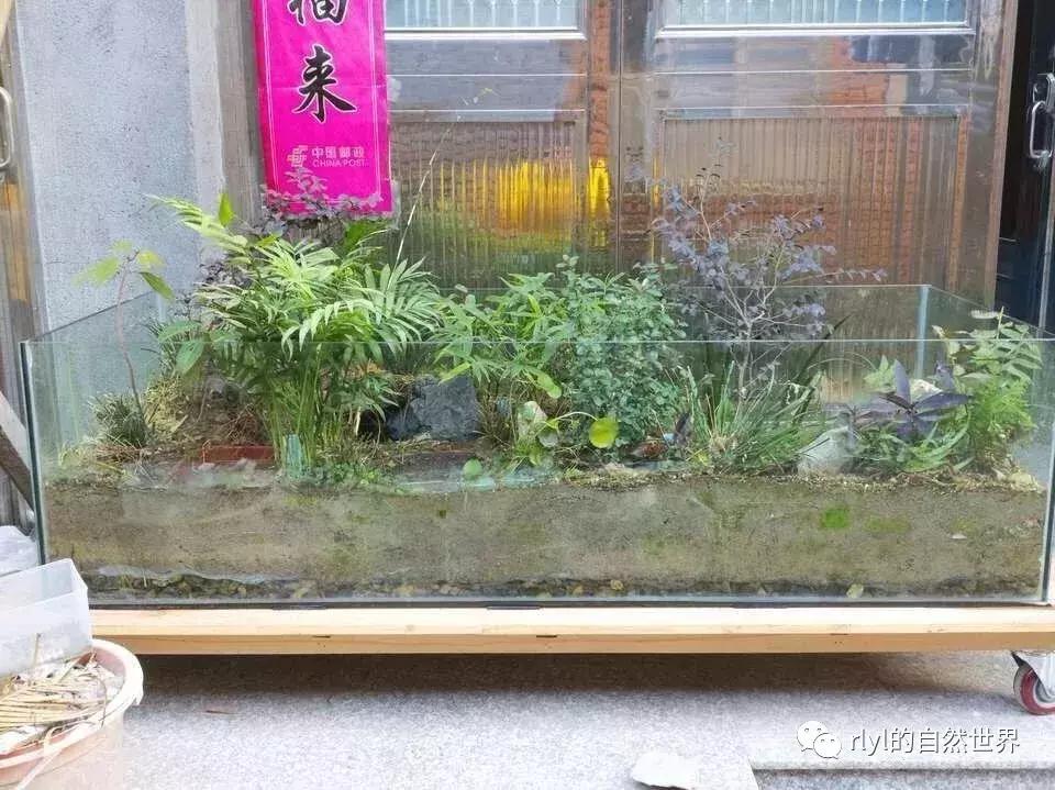 黄缘龟多大可以进环境造景,黄缘龟造景用陶粒还是火山石