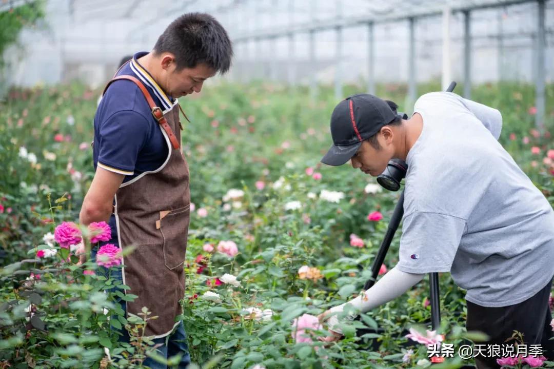 天狼自育抗病强品种,天狼自育浓香品种