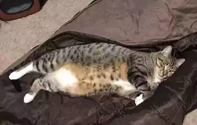 最适合家养的猫排名橘猫,最胖的品种猫排名