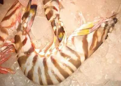 开海什么海鲜最好,开海季肥美海鲜