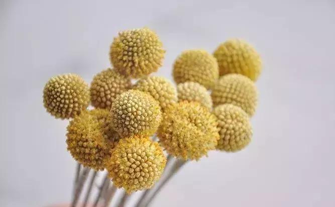 8种能做干花的鲜花，男朋友送的花就这么做