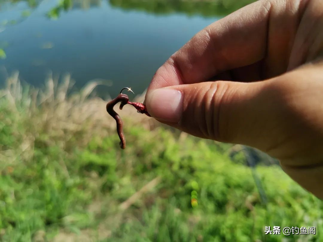野钓单钩守大鱼子线多长合适,单钩通线怎么钓大鱼