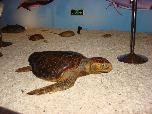 西安带孩子们最值得去的海洋公园,遛娃海洋馆打卡视频