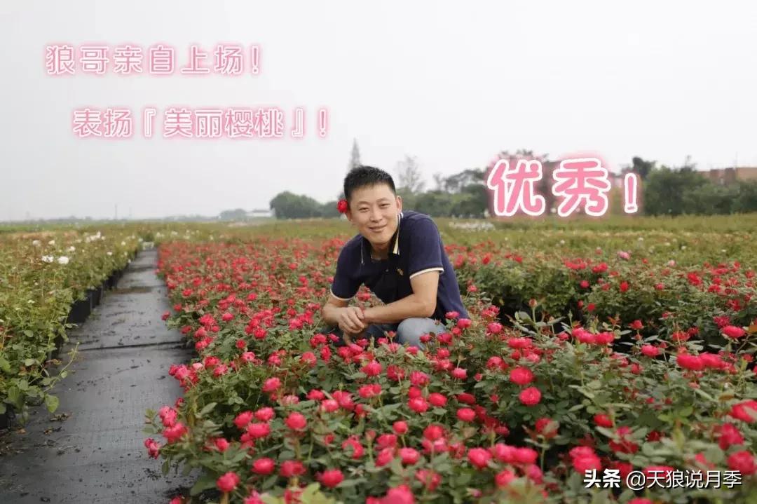 哪些月季品种抗病强,抗病性好月季有哪些