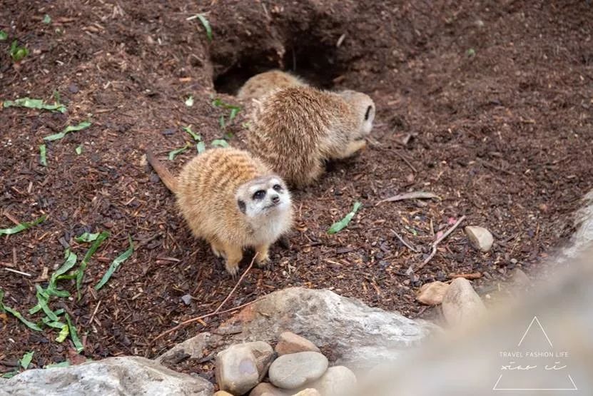澳洲|春意堪培拉,看袋鼠、品酒、赏花、住进动物的家