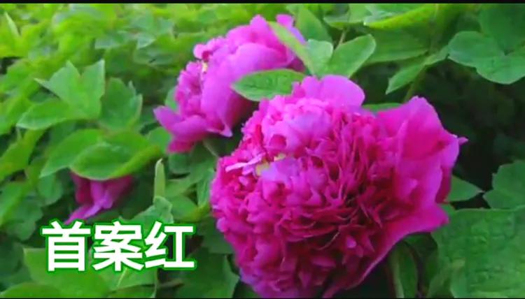 雍容华贵的国之牡丹惊艳了世界,美丽富贵的国花洛阳牡丹