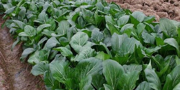 青菜怎么种植比较少病虫害,青菜种植秘诀