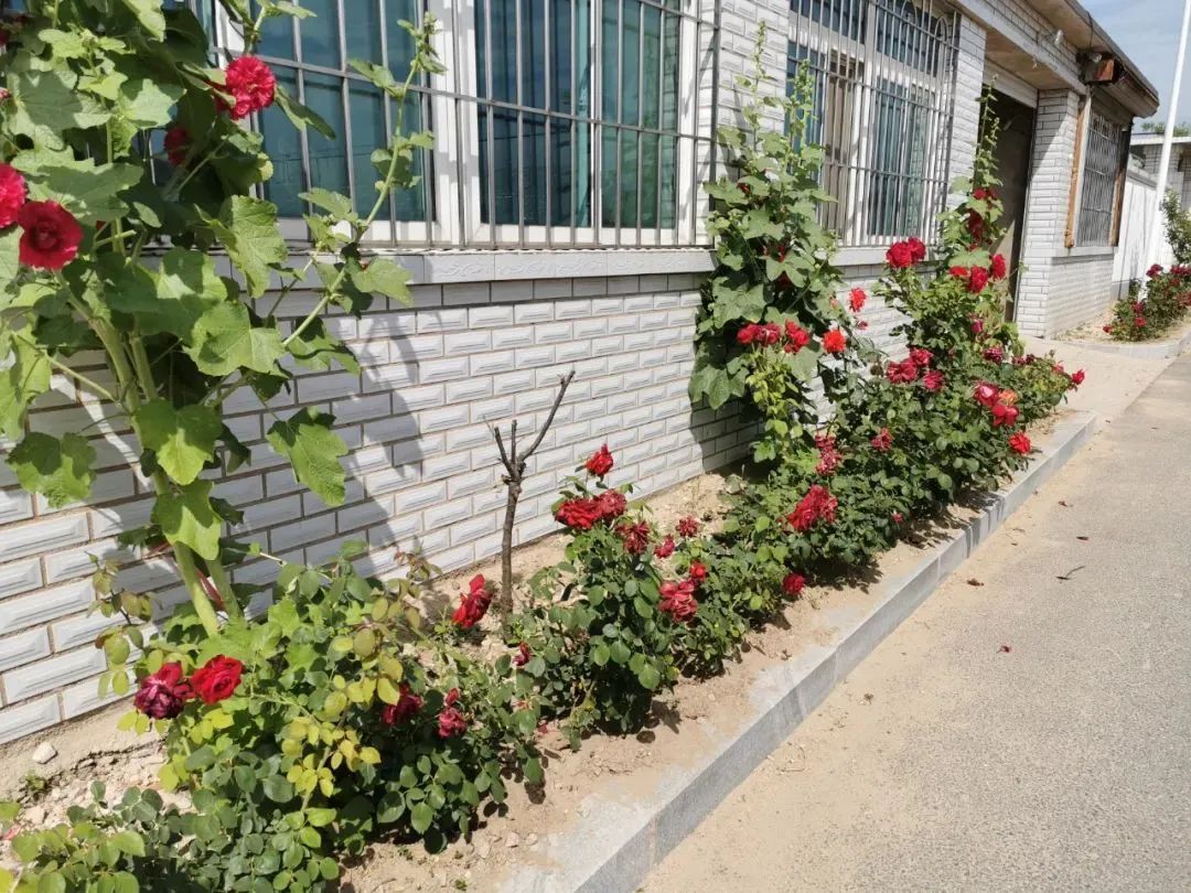 鲅鱼圈美景,鲅鱼圈小望海最美乡村