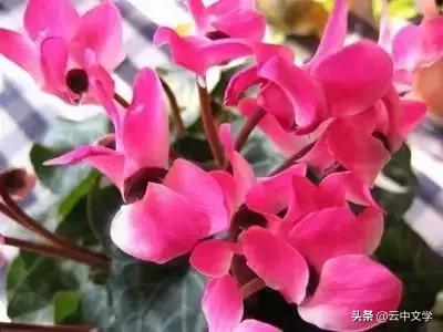 花语大全100种花图片,100种花的花语太全了