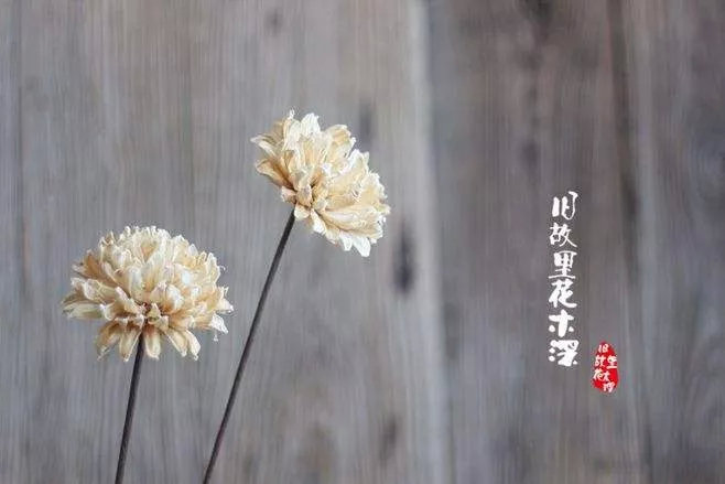 都闪开！这才是最牛逼的菊花宝典