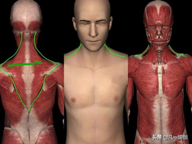 怎么改善溜肩让肩膀变平的视频,溜肩一招改善