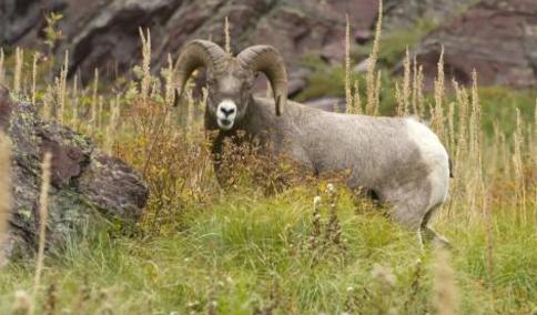 山羊养殖：不同类别的饲养管理，种公羊的管理要注重劳逸结合