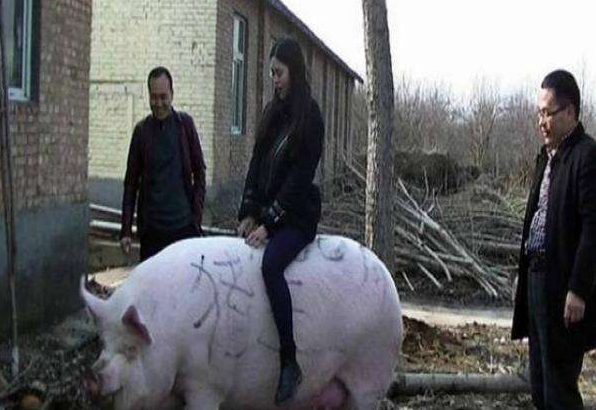 如果一头猪一辈子不杀能长多少斤,如果猪一辈子不杀究竟能长多大