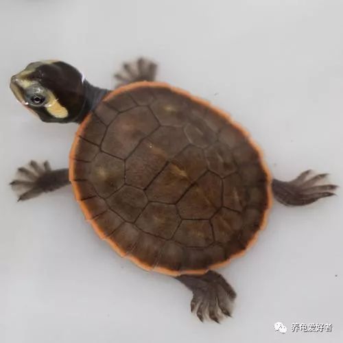 乌龟春天什么时候开始喂食,春天乌龟出眠以后该怎么弄