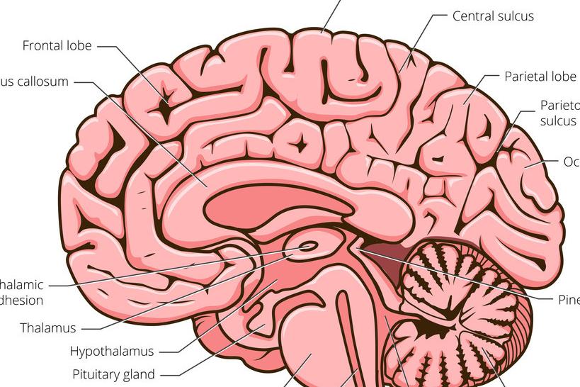 弗林斯综合症，影响身体许多部位发育的疾病，患者多有隔膜缺陷