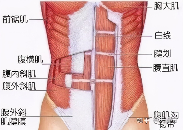 女生的马甲线男生是不是练不出来,女生马甲线多久能练好