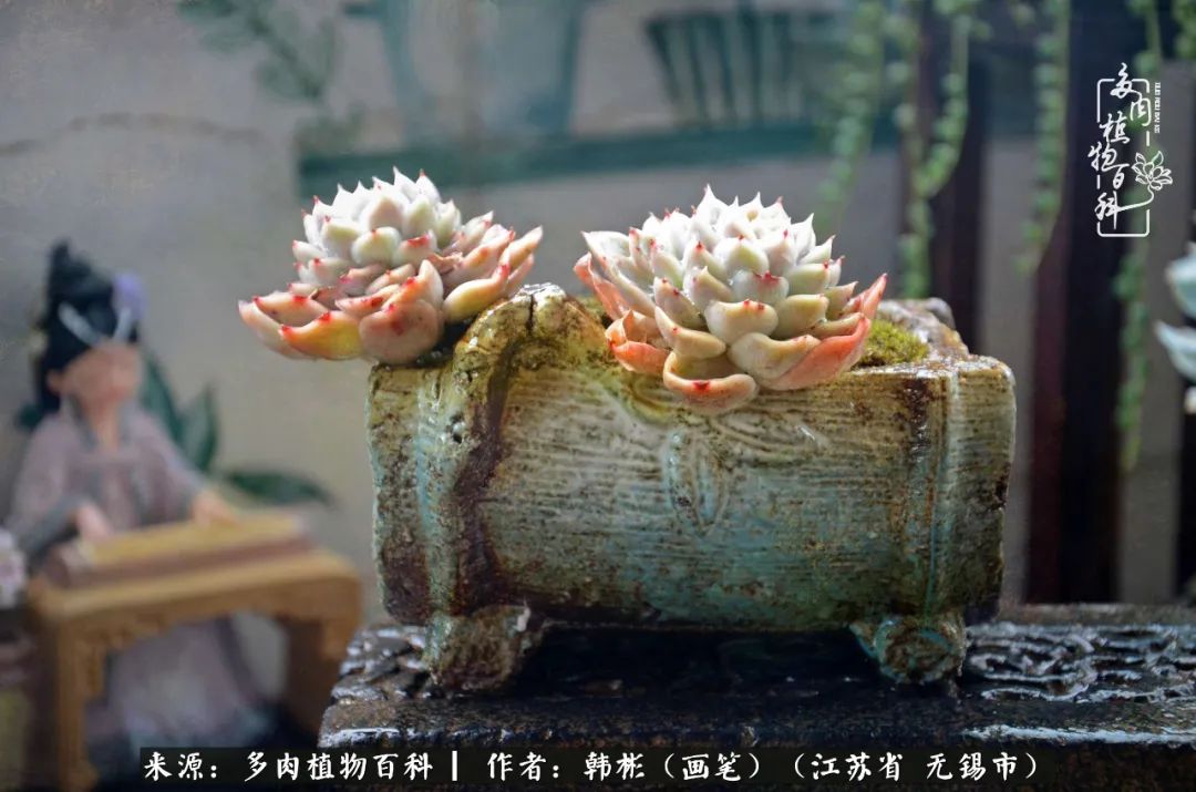 听音乐赏多肉,听音乐赏花赏美景