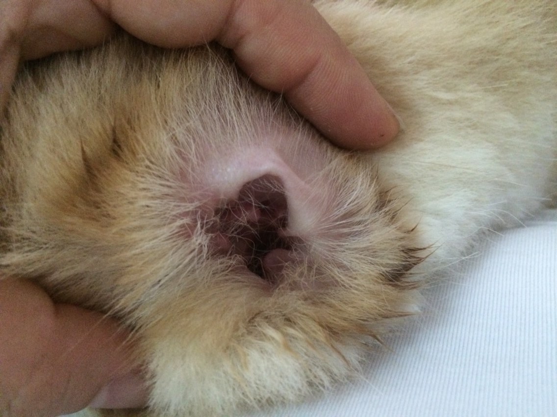 刚买回家的幼柴犬体臭怎么办,柴犬臭毛病