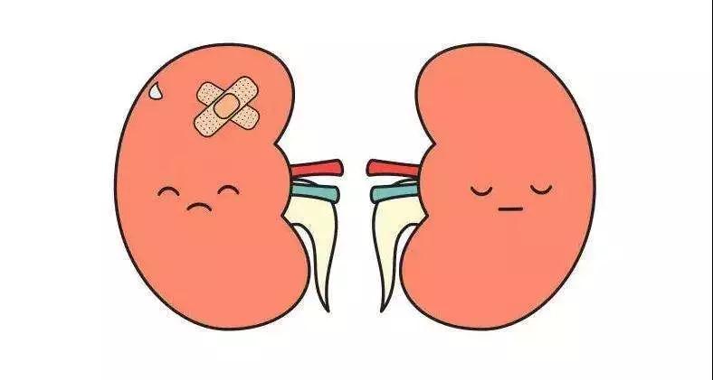 早期的急性肾损伤症状,急性肾损伤无尿期多久可恢复