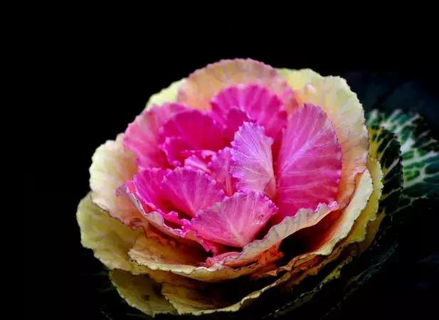 绿色像菜一样的花,像菜一样的花