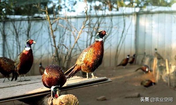 山鸡养殖新模式,养殖山鸡新技术